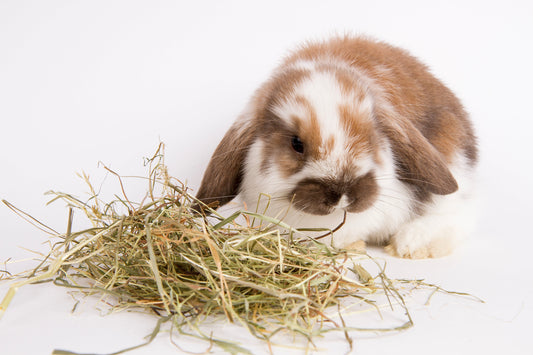 Domestic rabbit diet